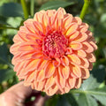 Ferncliff Apricot