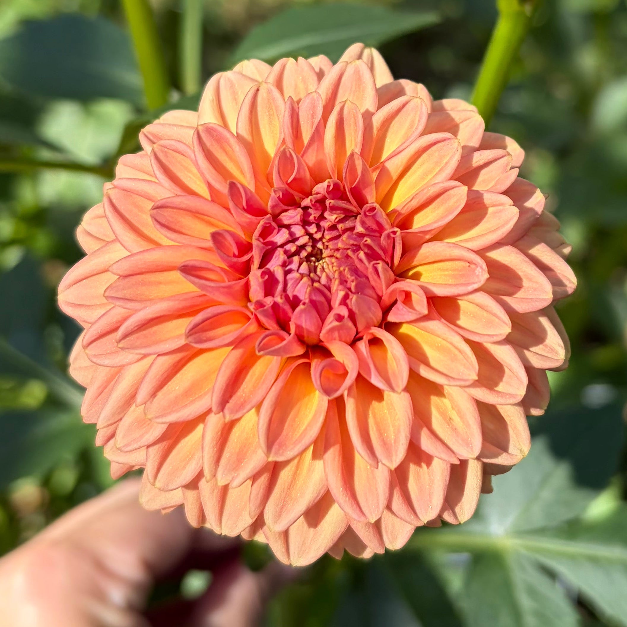 Ferncliff Apricot