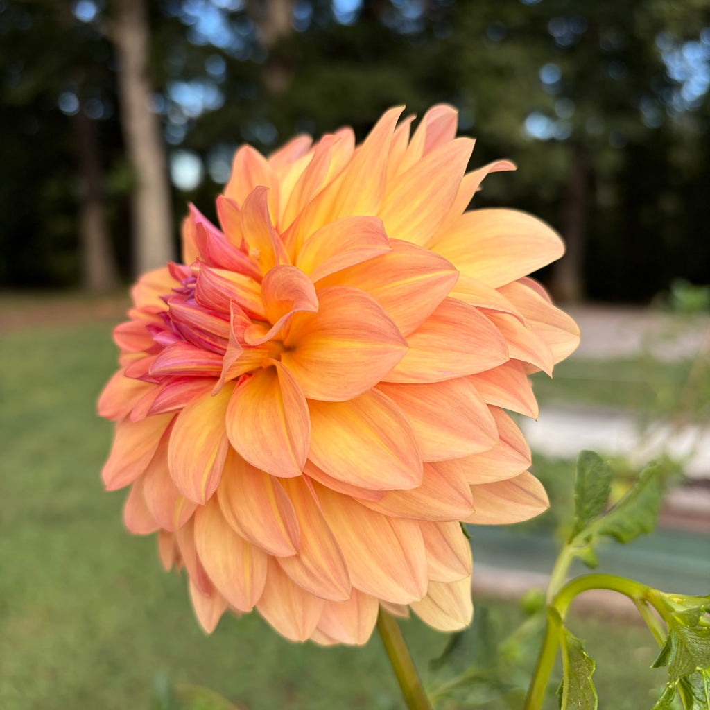 Ace Summer Sunset Tuber