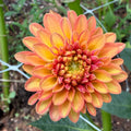 Florelie Mandarin