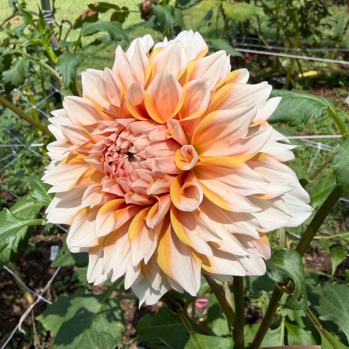Hollyhill Orange Ice Tuber