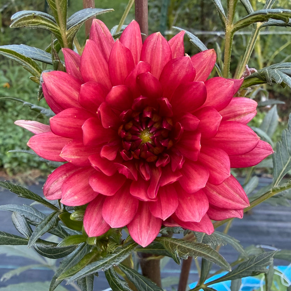 Parc Floral de Paris