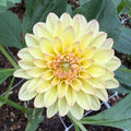 Florelie Toffee