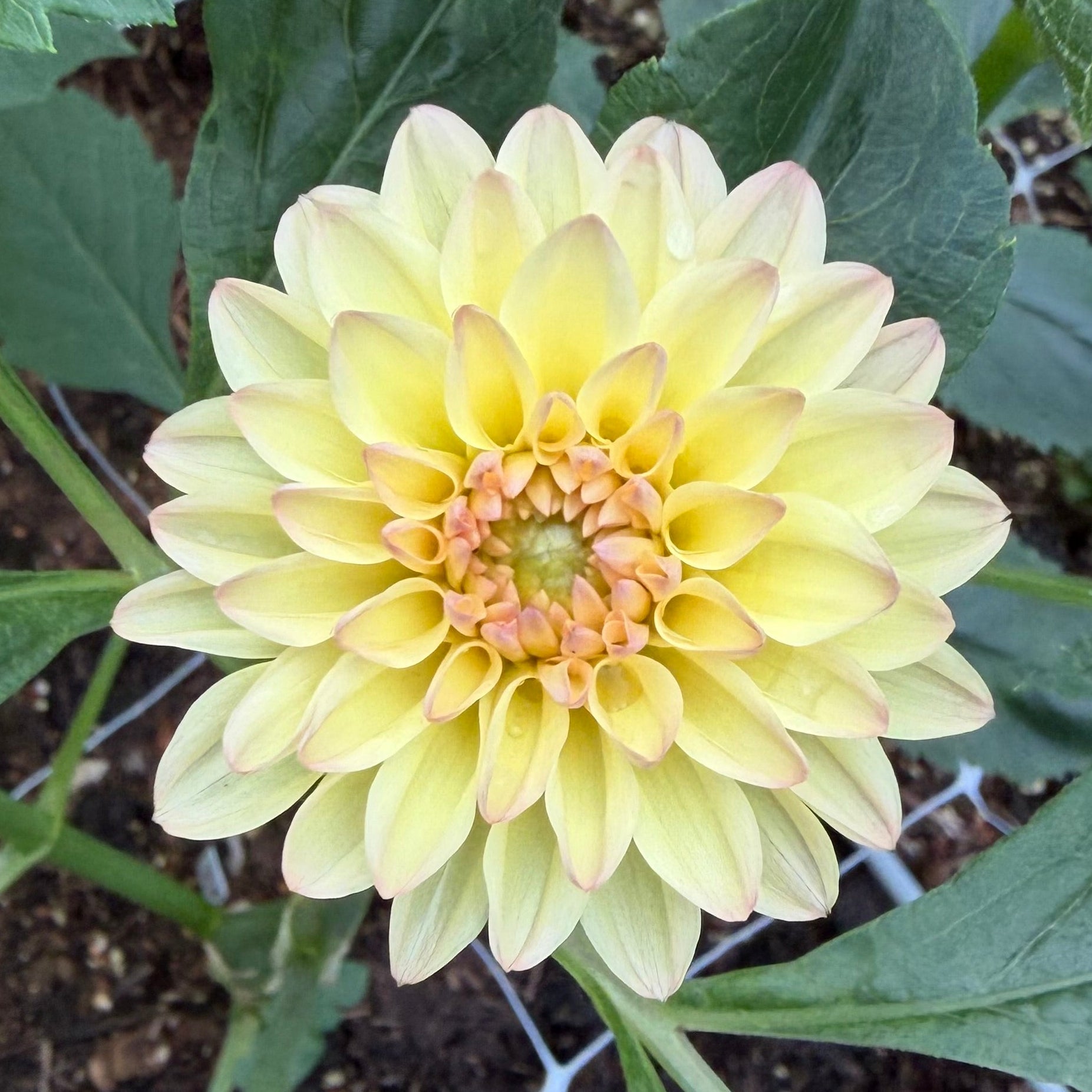 Florelie Toffee