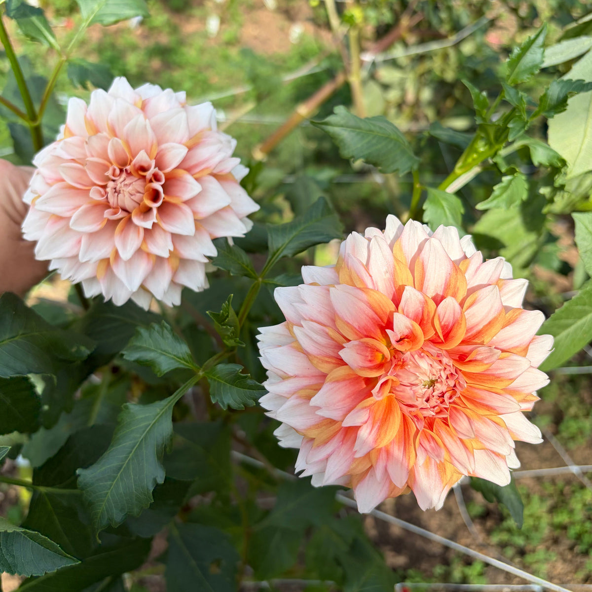 Hollyhill Orange Ice Tuber