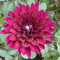 Sandia Bertha