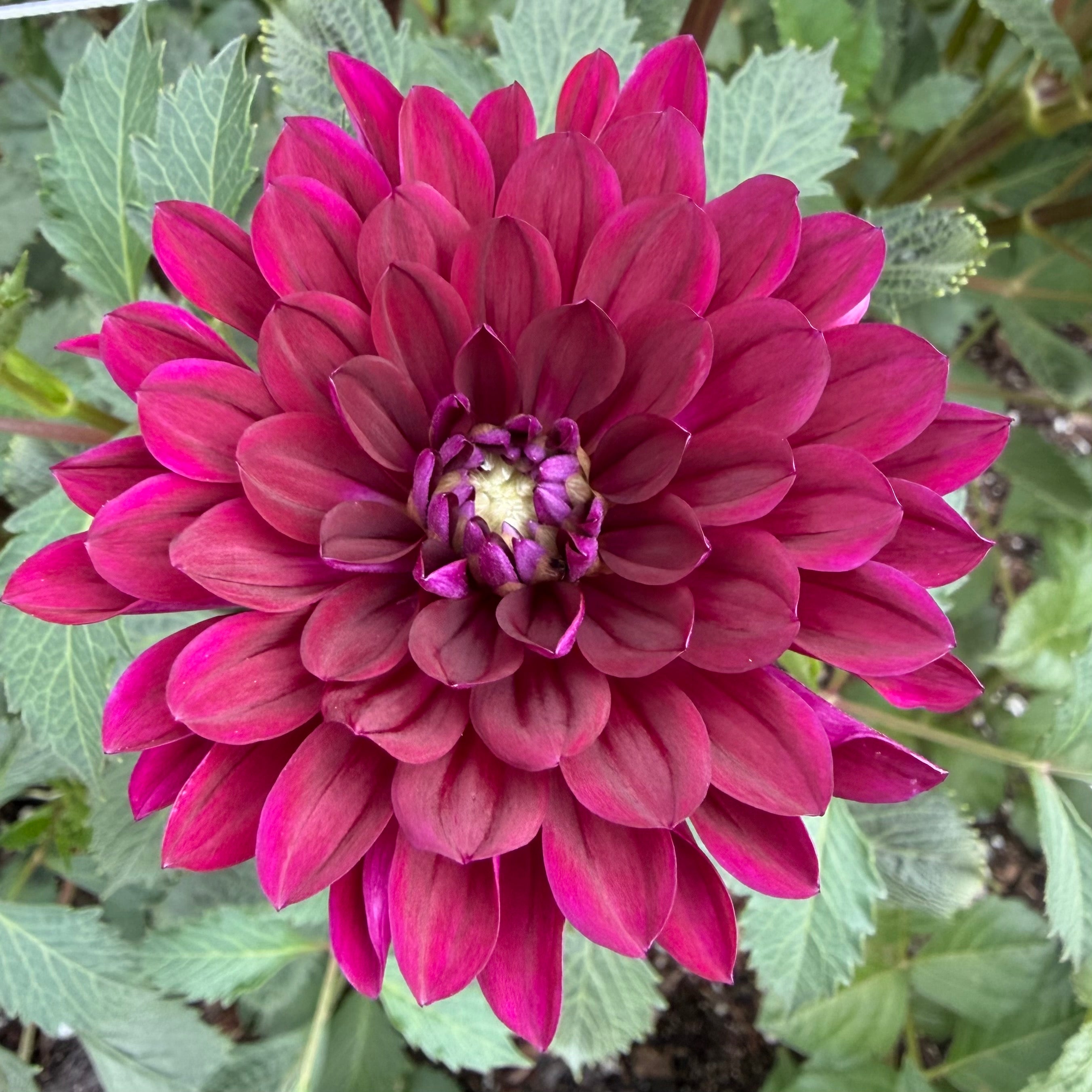 Sandia Bertha