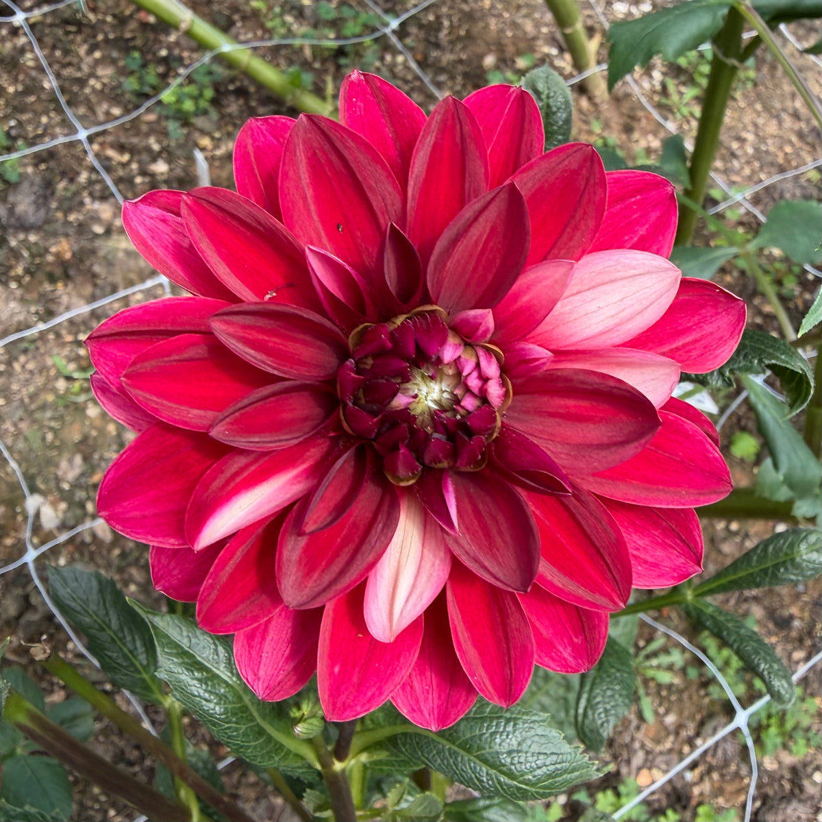Bell's Soprano Tuber