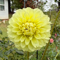 Letterkenny Buttercream Tuber