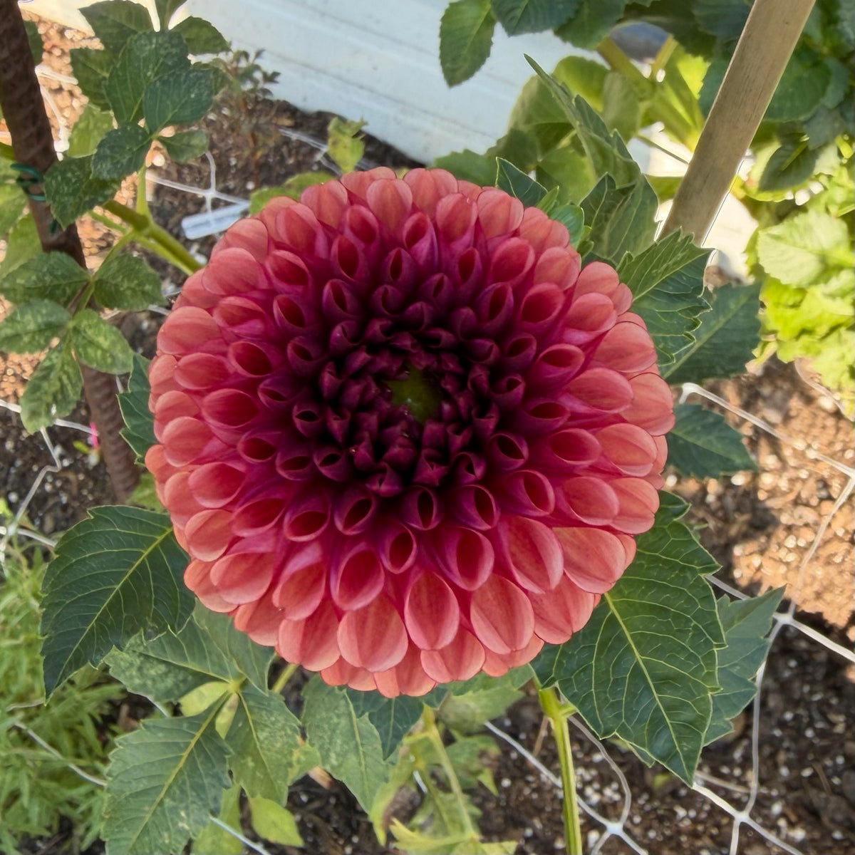 Brown Sugar Tuber