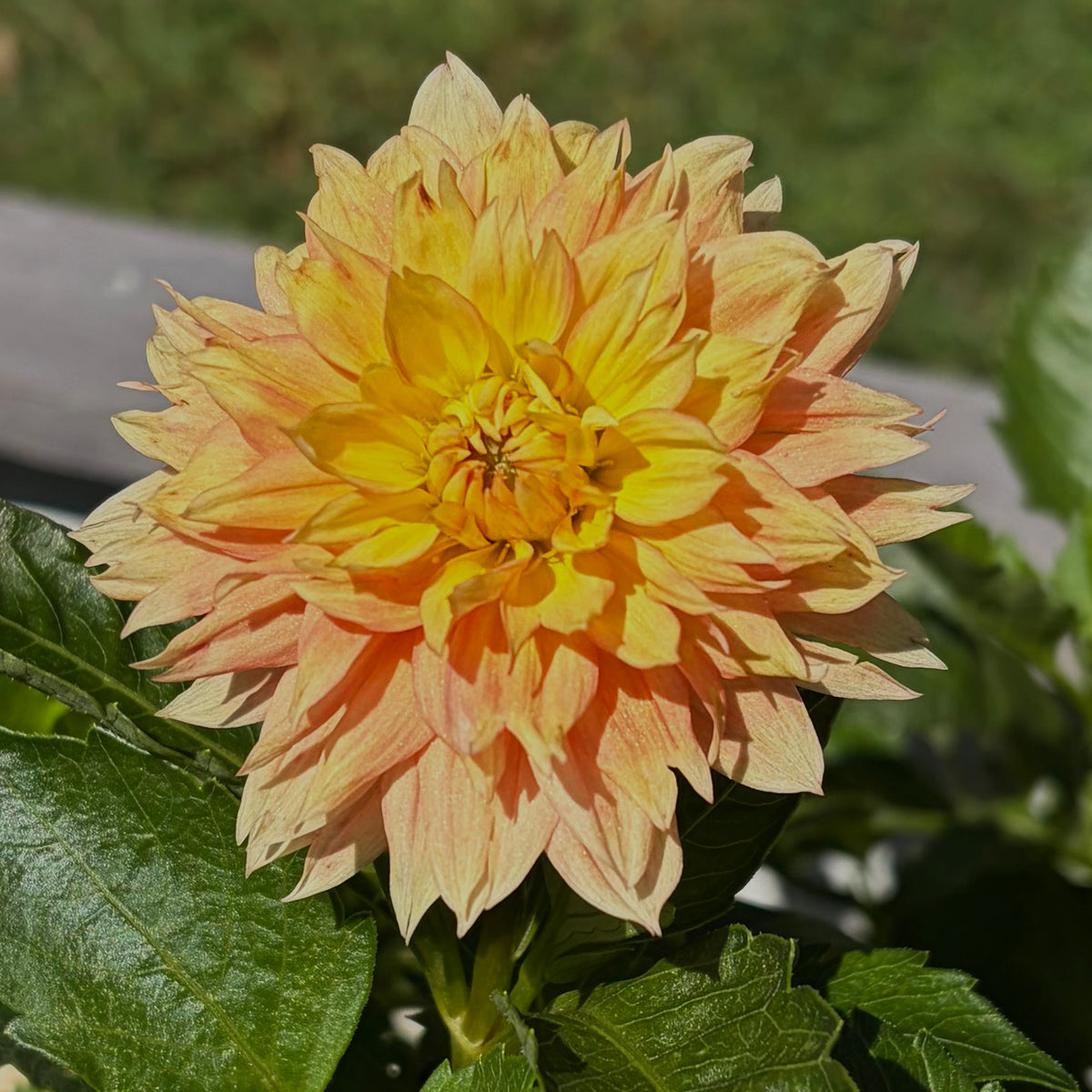 Lee’s Apricot Fizz Tuber