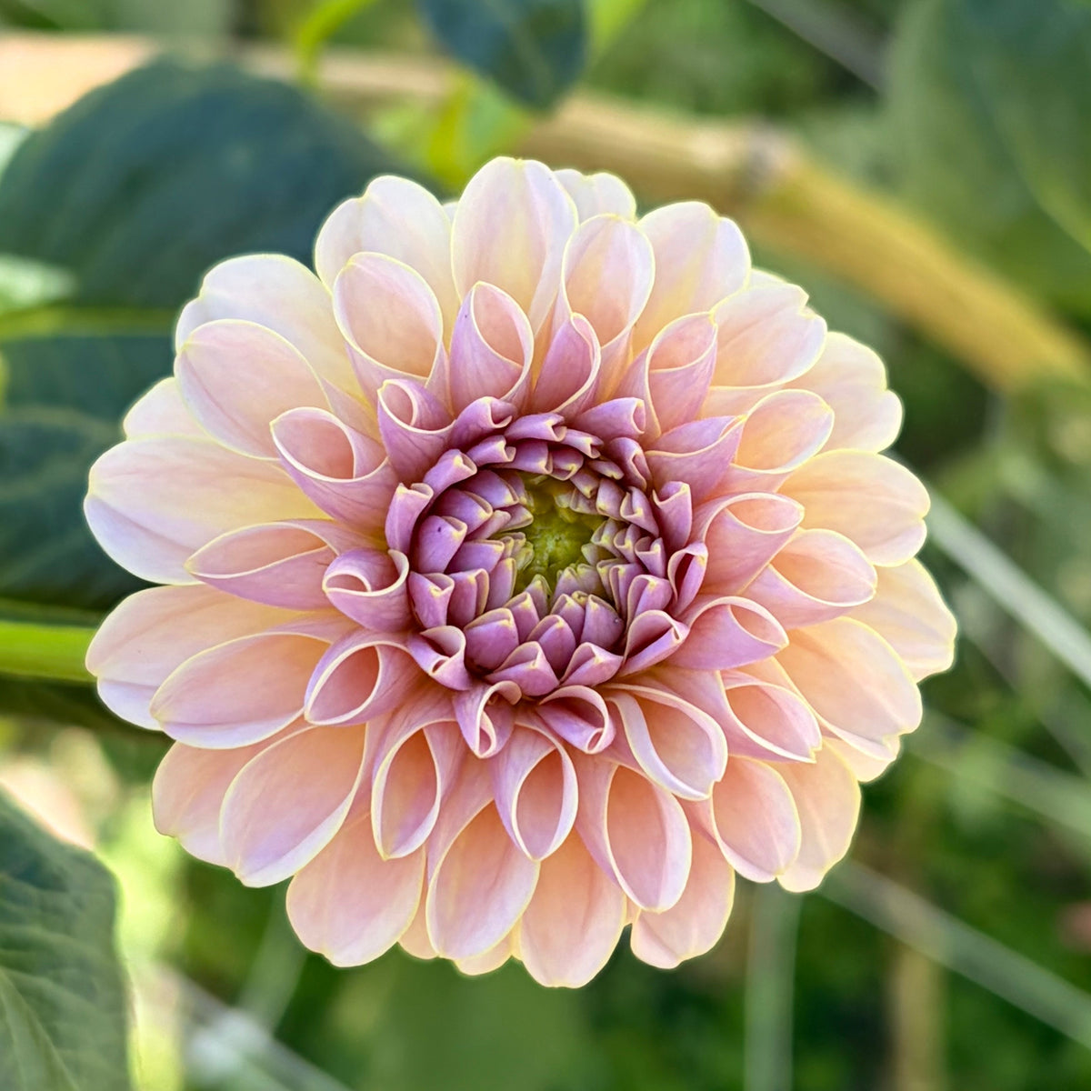 KA’s® Cinder Rose Tuber