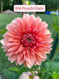 RM Peach Flair