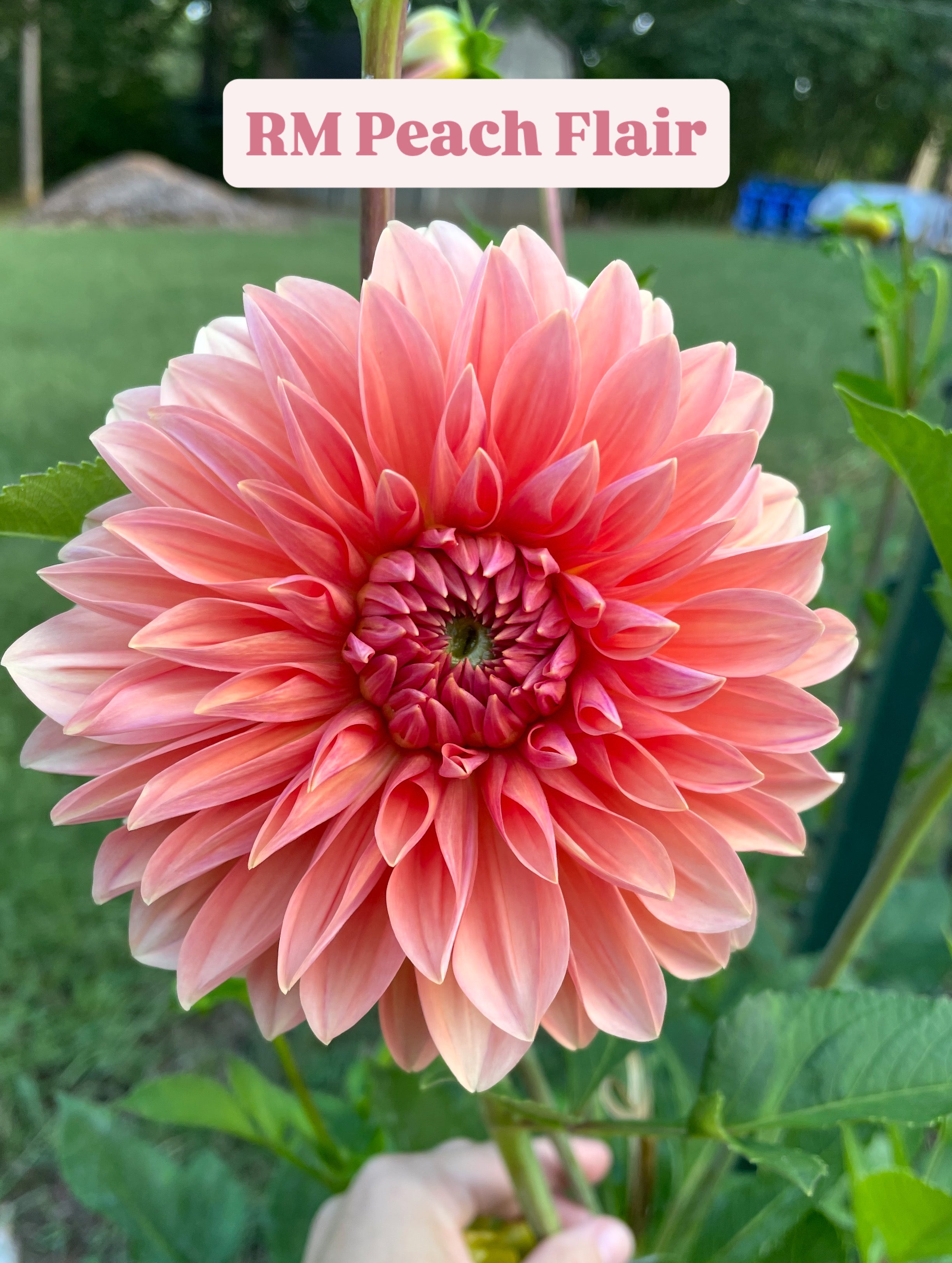 RM Peach Flair