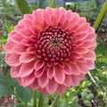 Florelie Flamingo