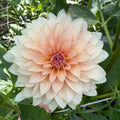 RM Peachy Pink