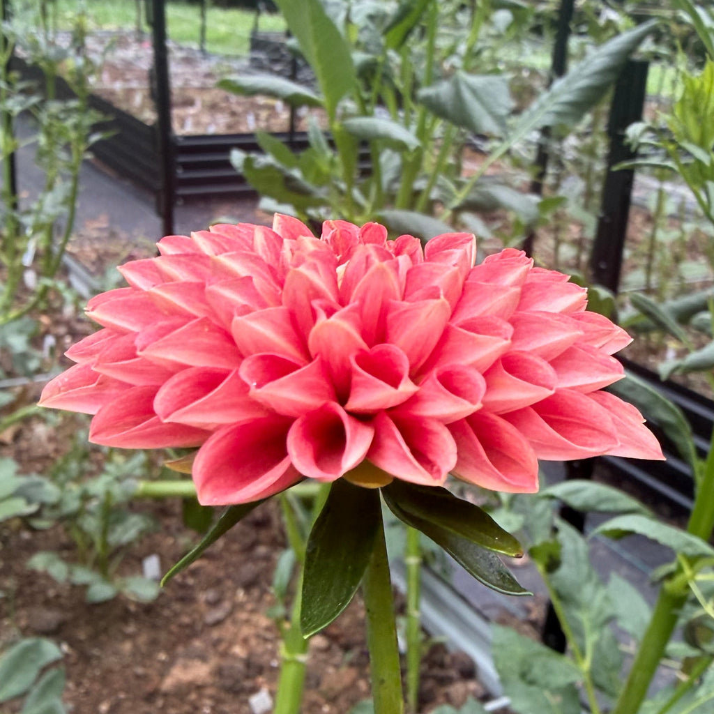 Bell’s Narya