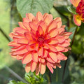 Letterkenny Autumn Joy Tuber