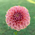 RM Copper Shimmer Tuber