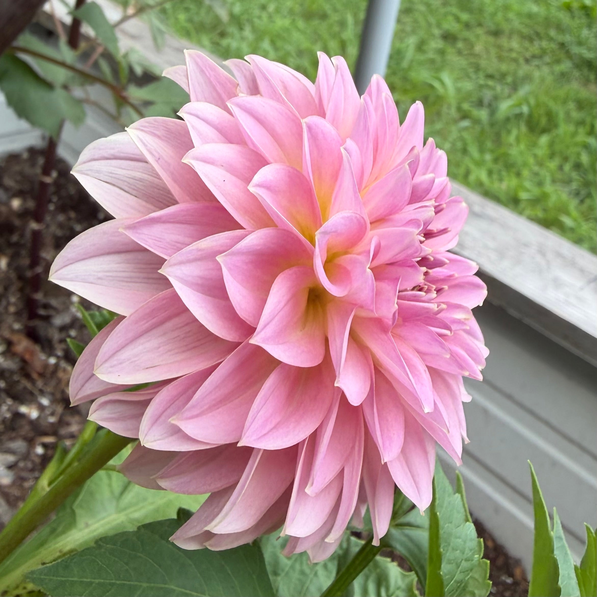 Lee's Mauva Guava