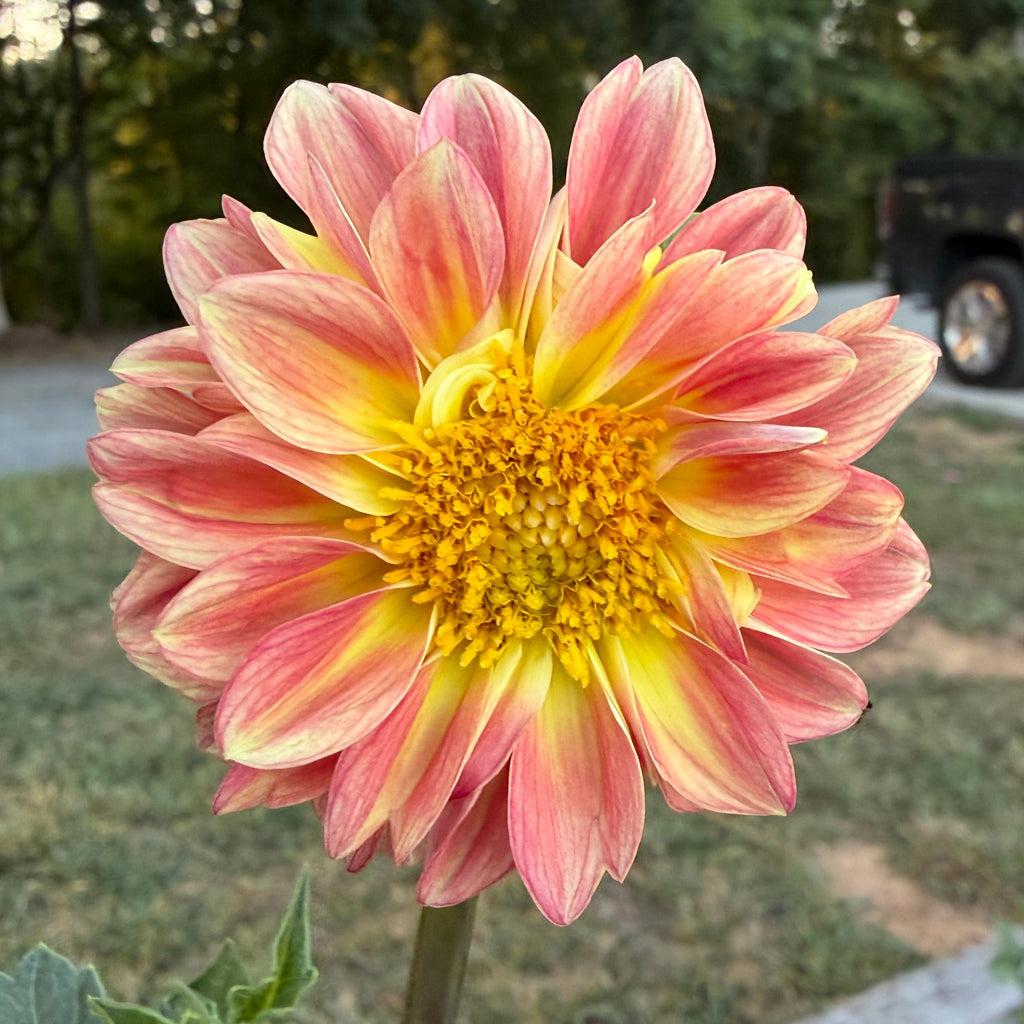 Bee Brave