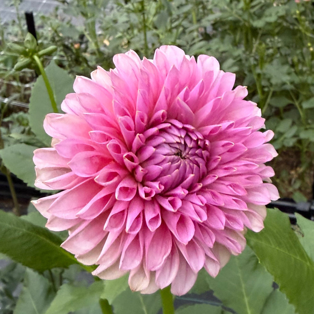 Florelie Lizzie Lou