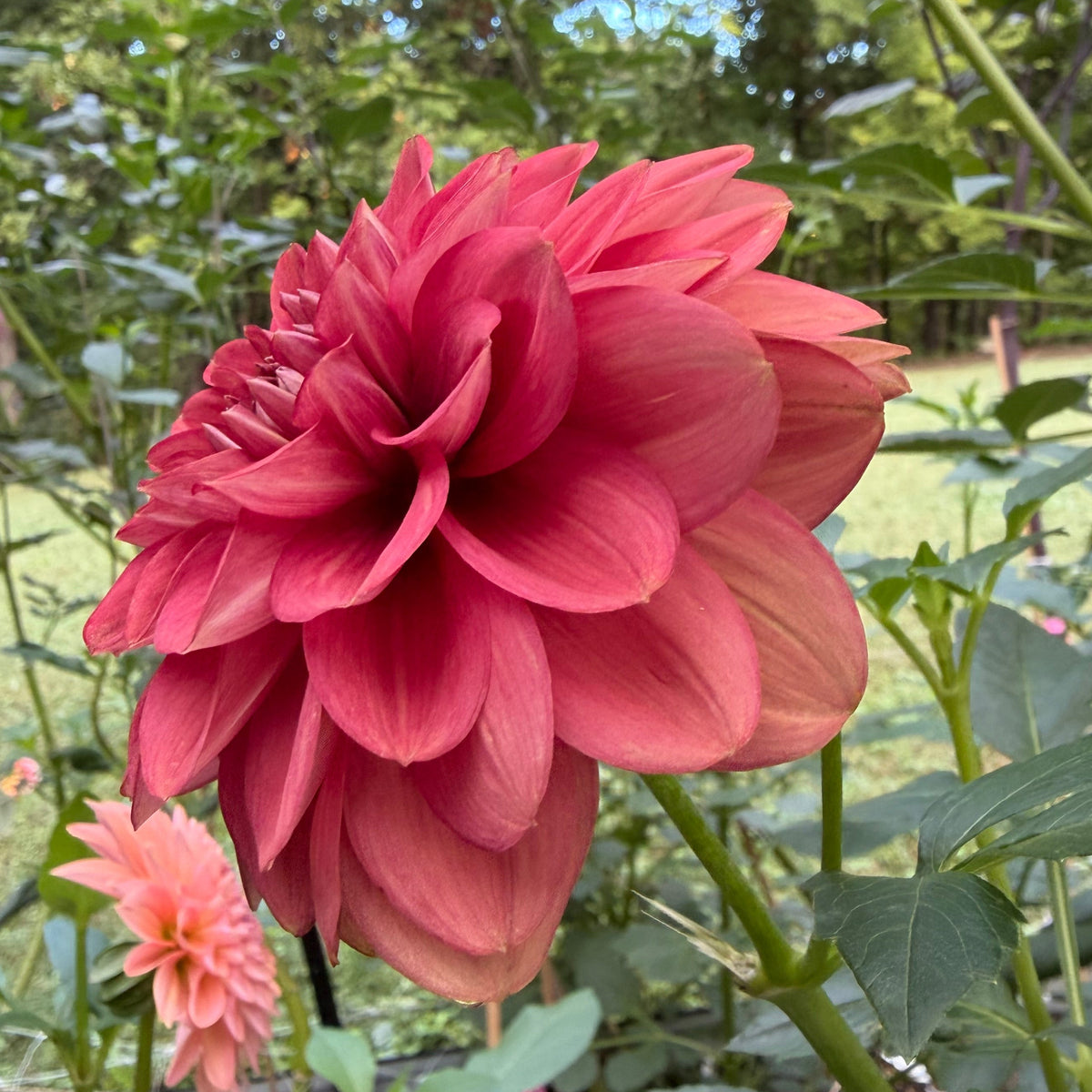 Letterkenny Tea Rose Tuber