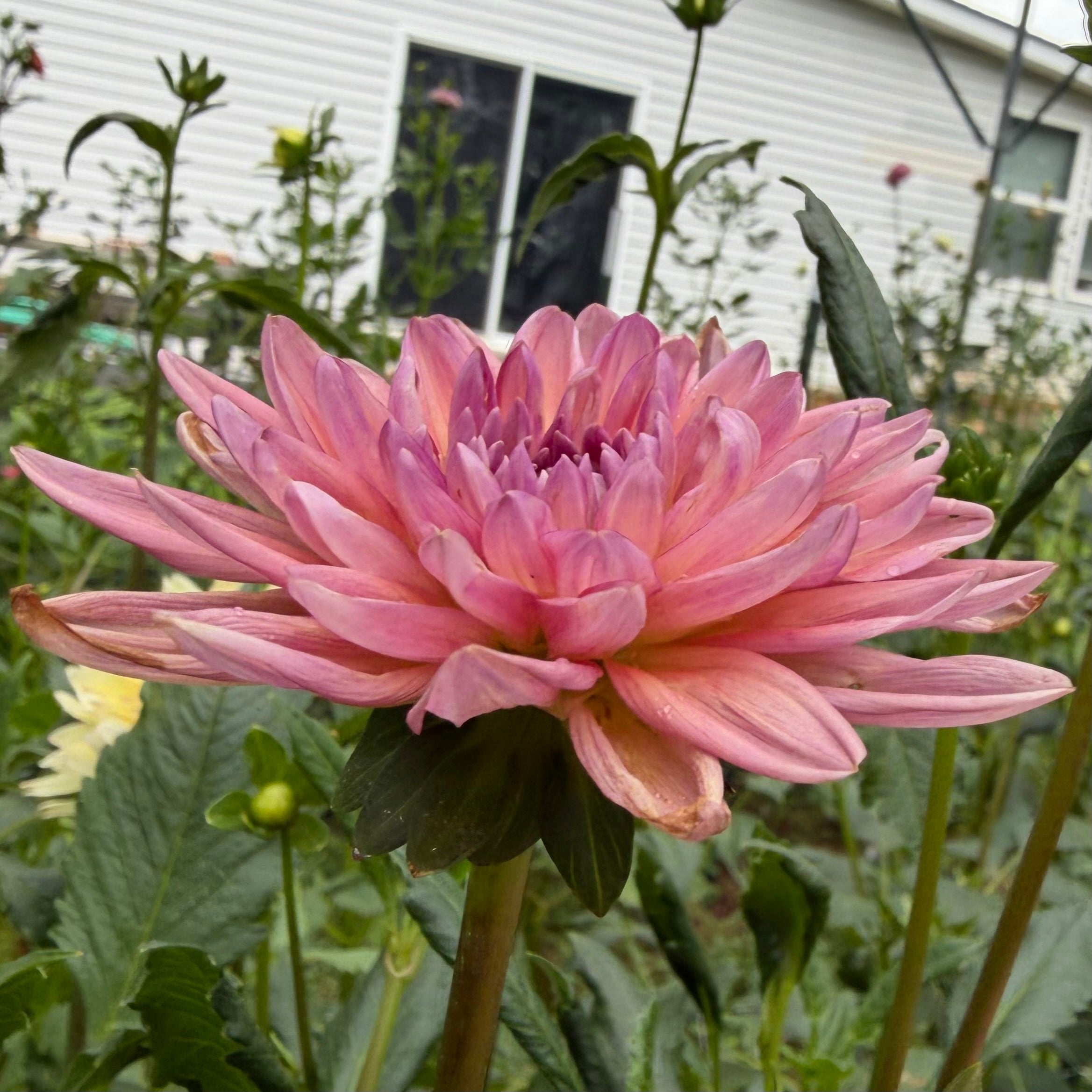 Dutch Pearl