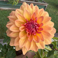 Ace Summer Sunset Tuber