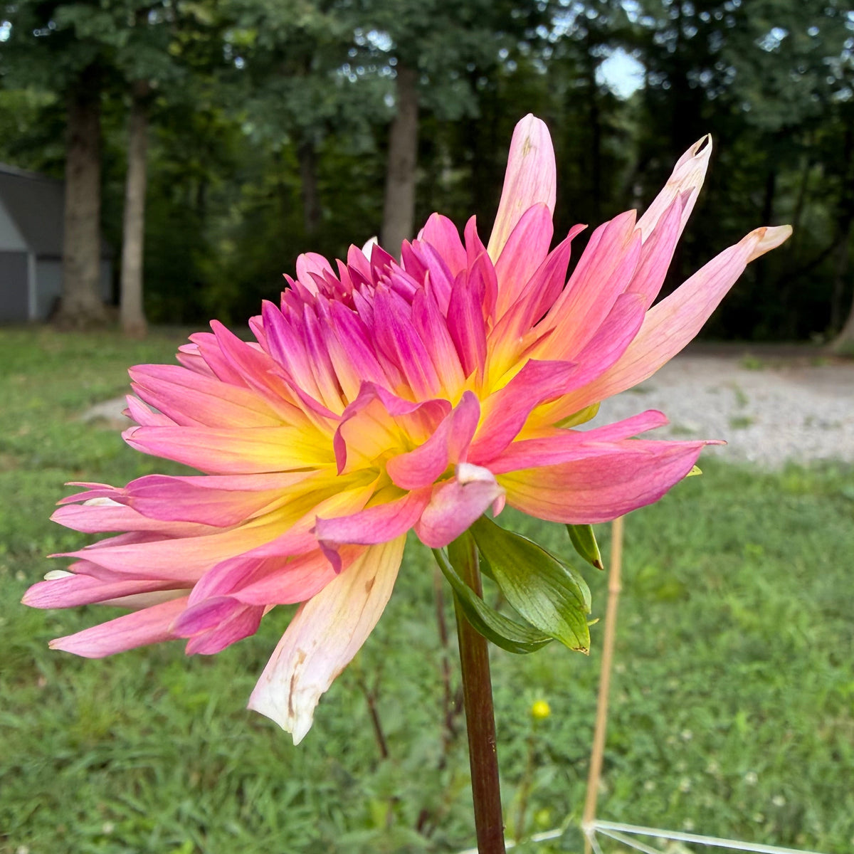Bloomquist Mildred Tuber