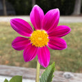 Bloomquist Awestruck Tuber