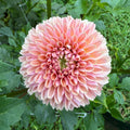 Valley Tawny Tuber