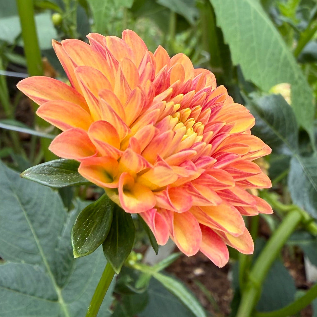 Florelie Mandarin