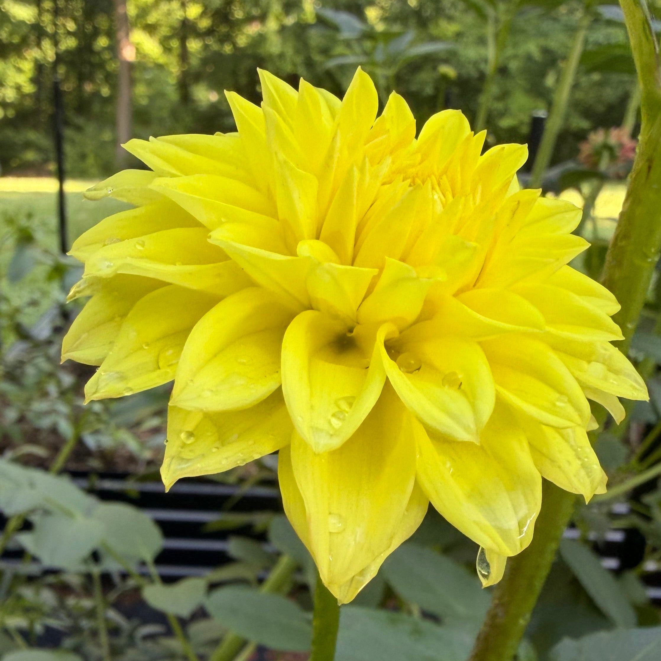 Florelie Sunburst