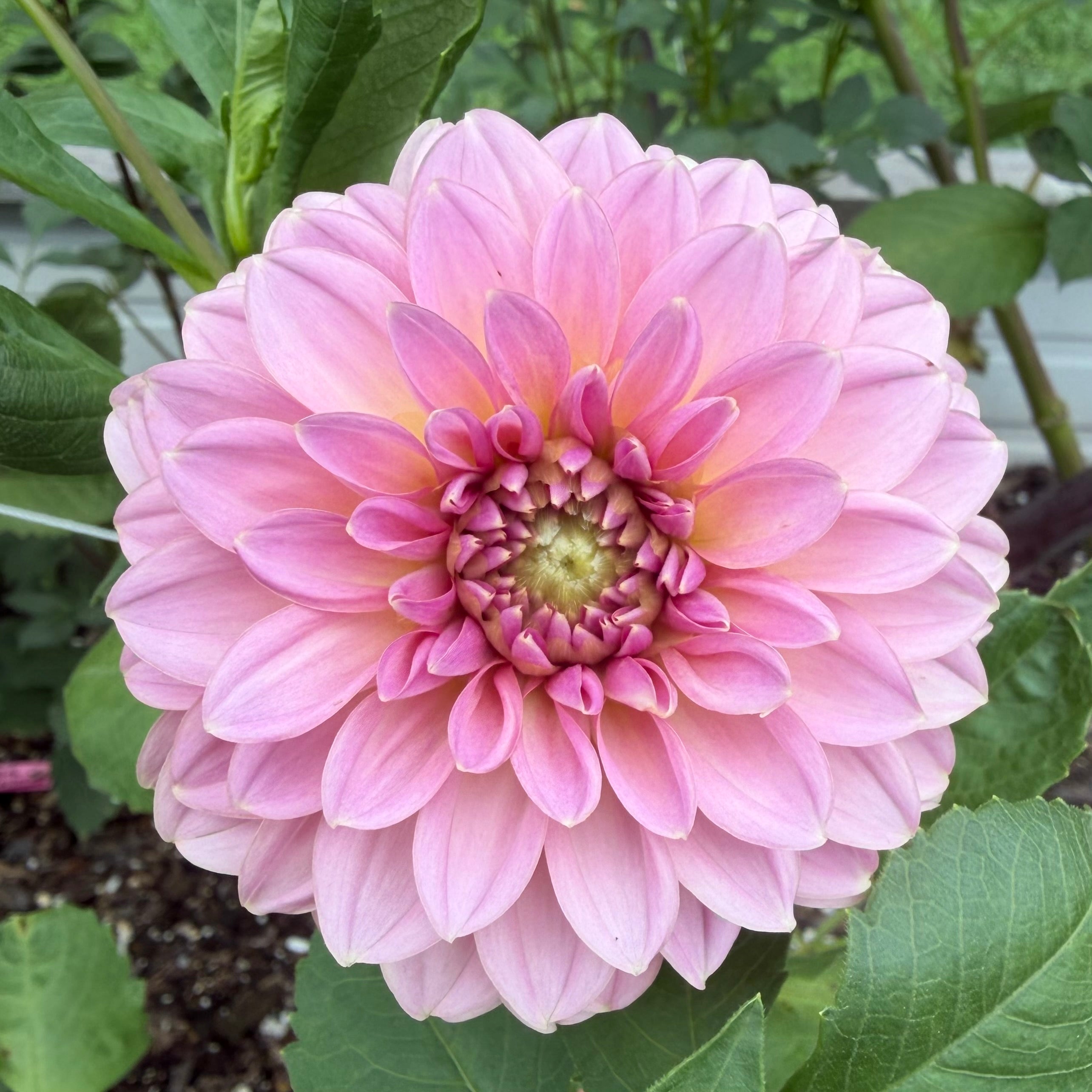 Lee's Mauva Guava