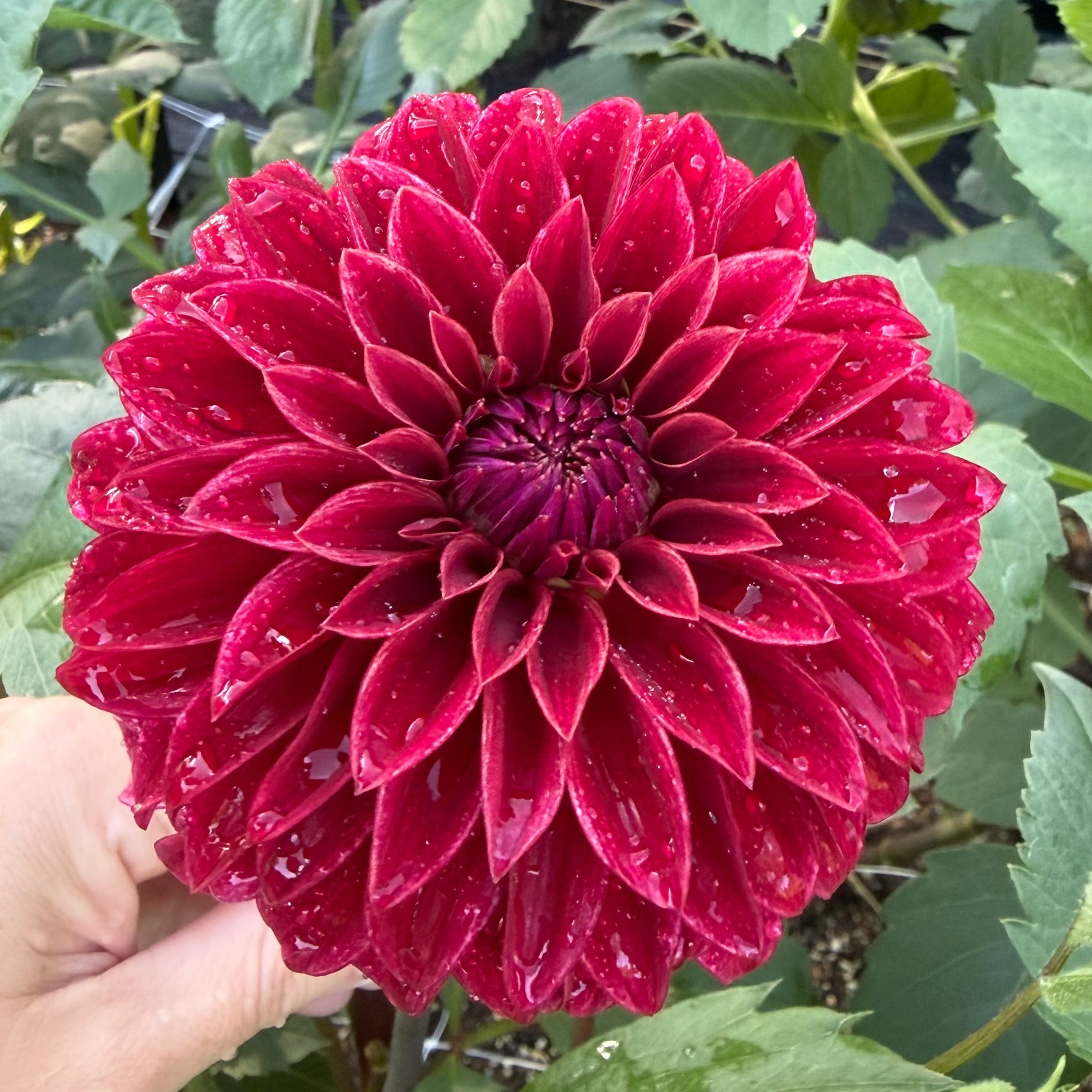 RM Dragon's Blood