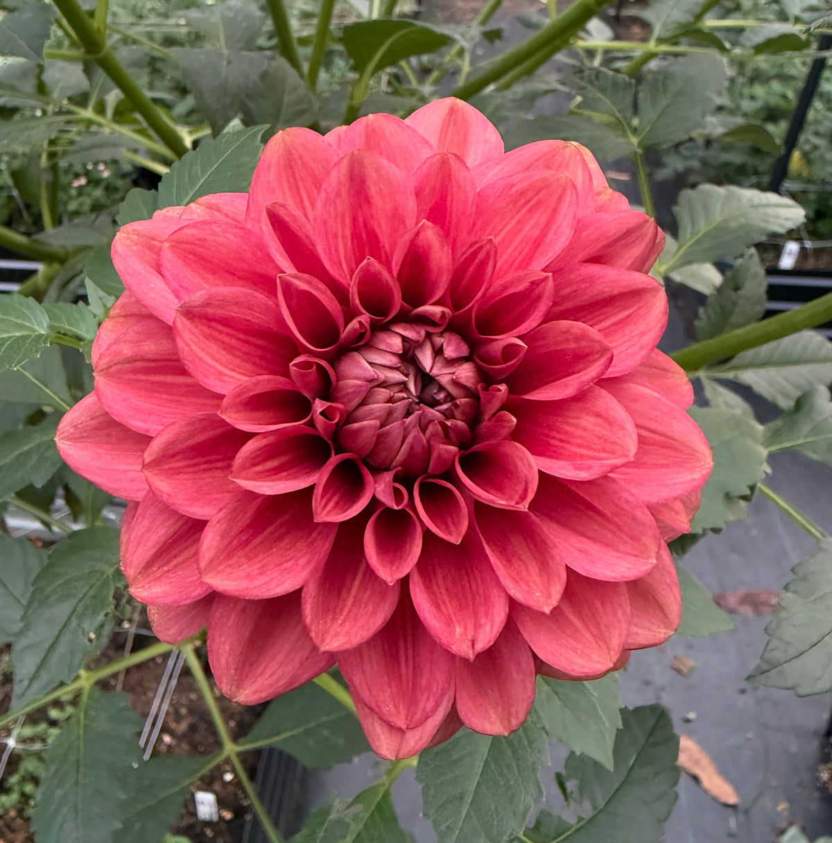 Letterkenny Tea Rose Tuber