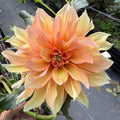 Bell's Candela Tuber