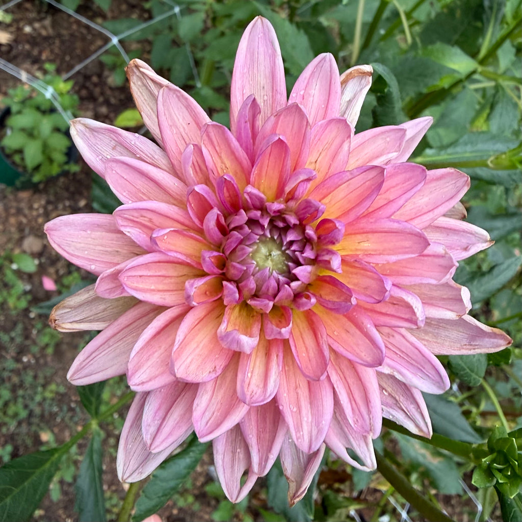 Dutch Pearl