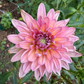 Dutch Pearl