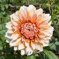 Hollyhill Orange Ice Tuber