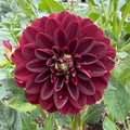 Ivanetti Tuber
