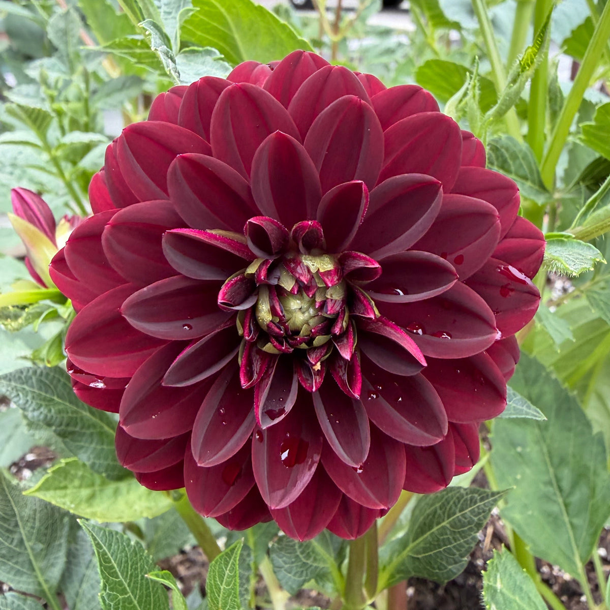 Ivanetti Tuber