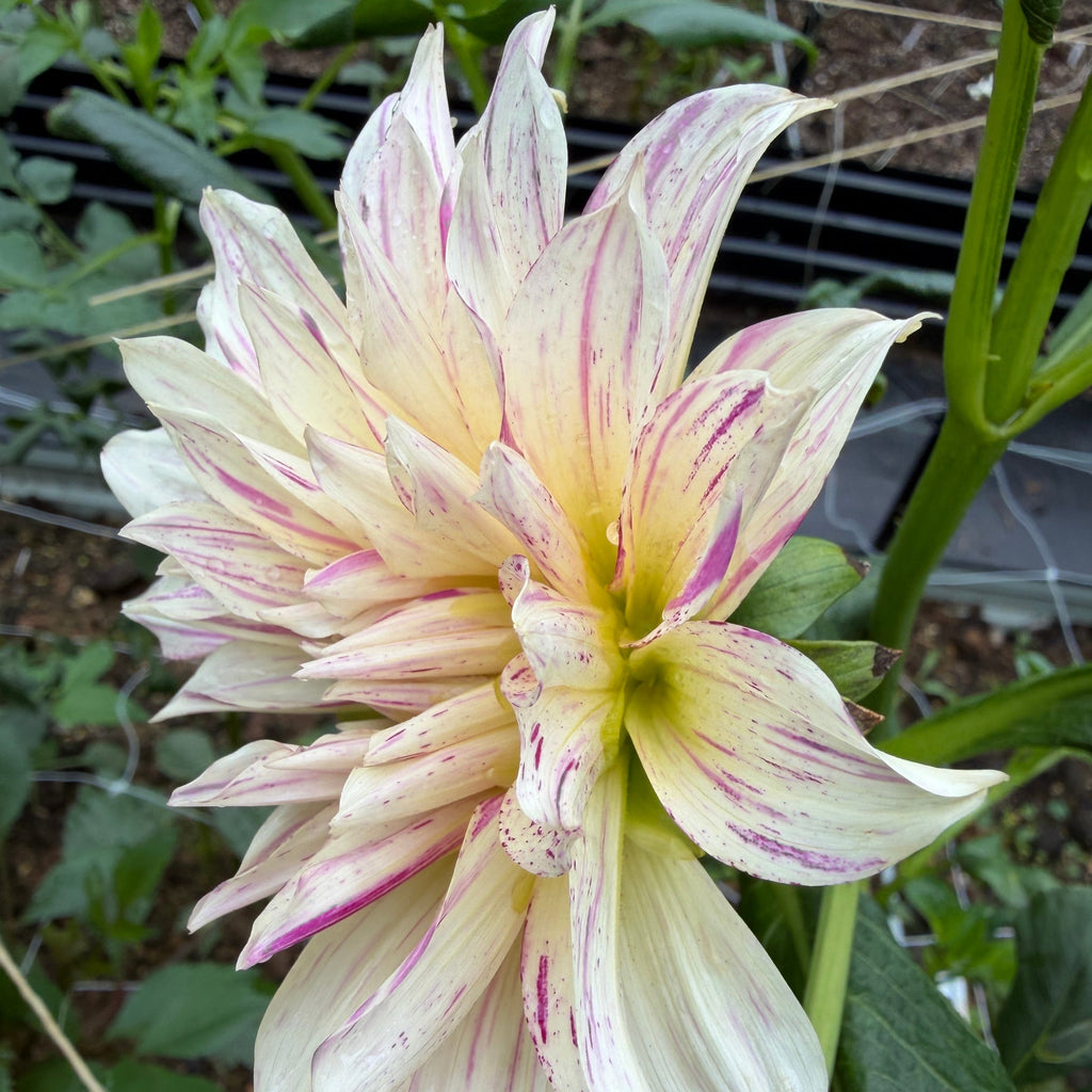 Bell's Stripey Vassio Tuber