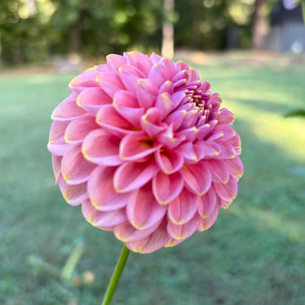 RM Copper Shimmer Tuber