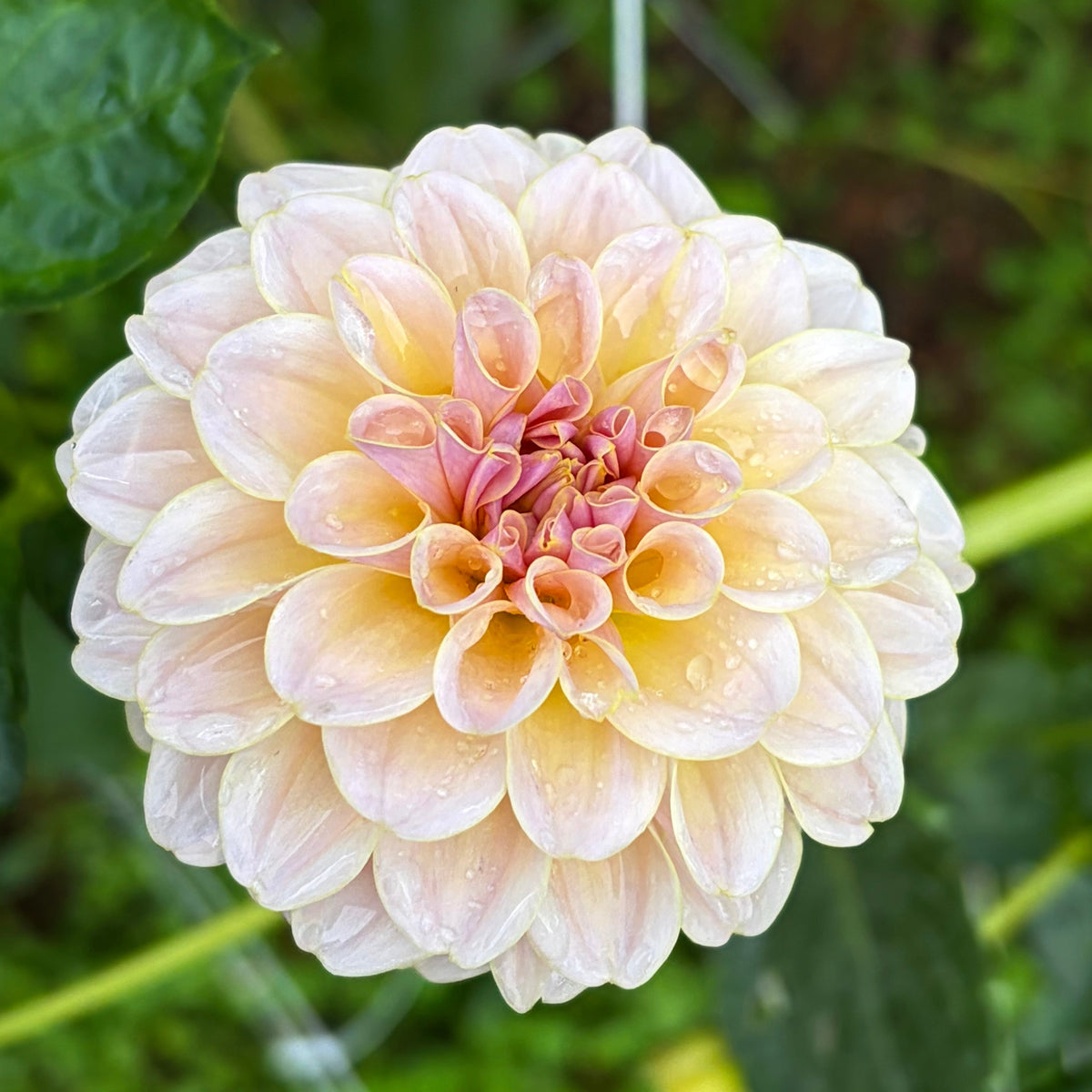 KA’s® Cinder Rose Tuber