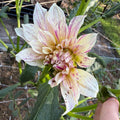 Bell's Stripey Vassio Tuber