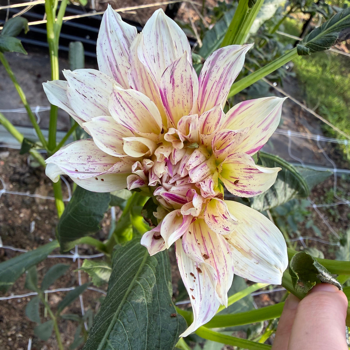 Bell's Stripey Vassio Tuber