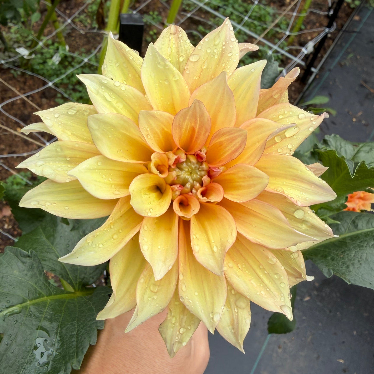 Bell's Candela Tuber