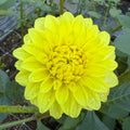 Florelie Sunburst